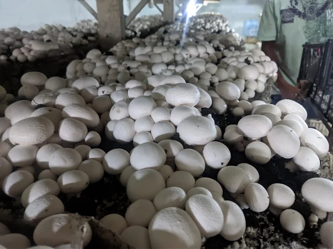 Detalhe de um Cogumelo Shimeji branco fresco da Cogumelos da Chão.