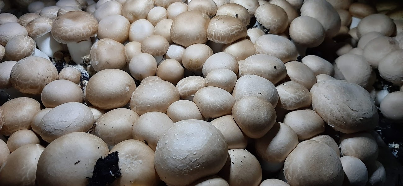 Cultivo sustentável de Cogumelo Portobello em substrato orgânico.